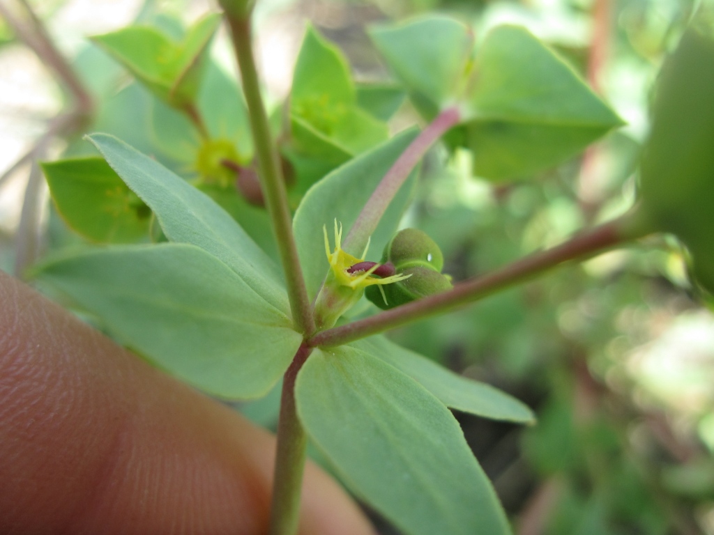 Euphorbia terracina